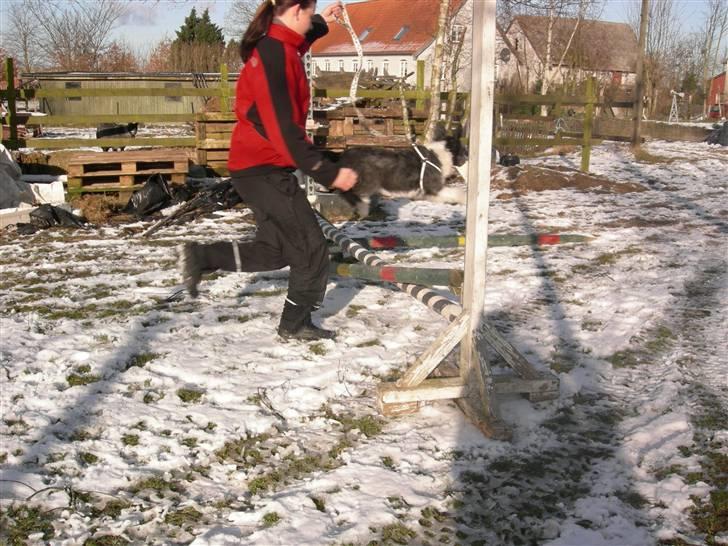 Blanding af racer Daisy - og hopsa! billede 17