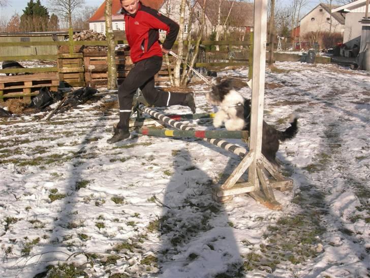 Blanding af racer Daisy - ´er det nu !?? ´ billede 18