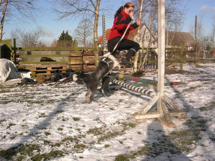 Blanding af racer Daisy - hopsa (: 50 cm ca, og så skal man jo liiige bide i mors sko hvis det kan lade sig gøre over et spring! - og det kan GODT lade sig gøre!! billede 19