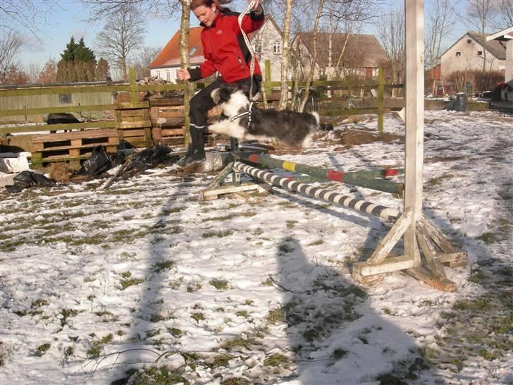 Blanding af racer Daisy - DummeDaisy prøver at bide i sko imens (: en rigtig dame, der kan flere ting på én gang xD billede 20