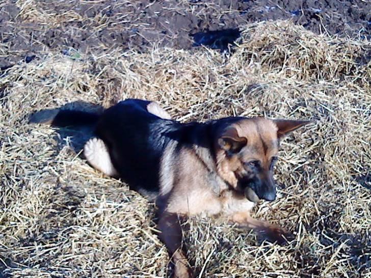 Schæferhund Ronja Røverdatter (SOLGT) billede 8