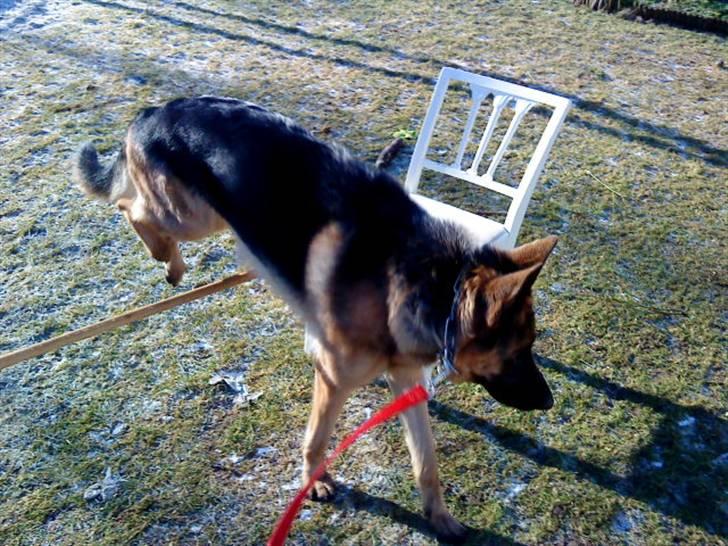 Schæferhund Ronja Røverdatter (SOLGT) billede 9