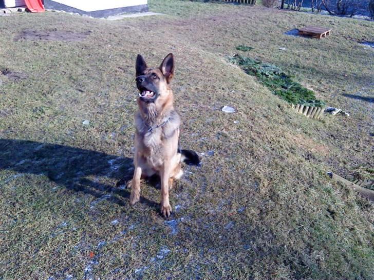 Schæferhund Ronja Røverdatter (SOLGT) billede 10