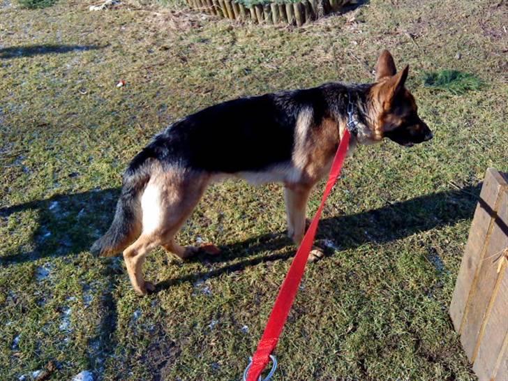 Schæferhund Ronja Røverdatter (SOLGT) billede 11