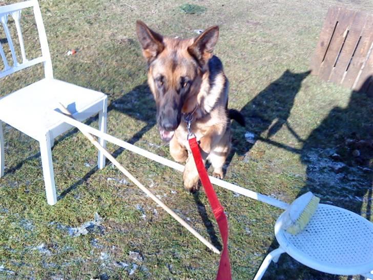 Schæferhund Ronja Røverdatter (SOLGT) billede 12