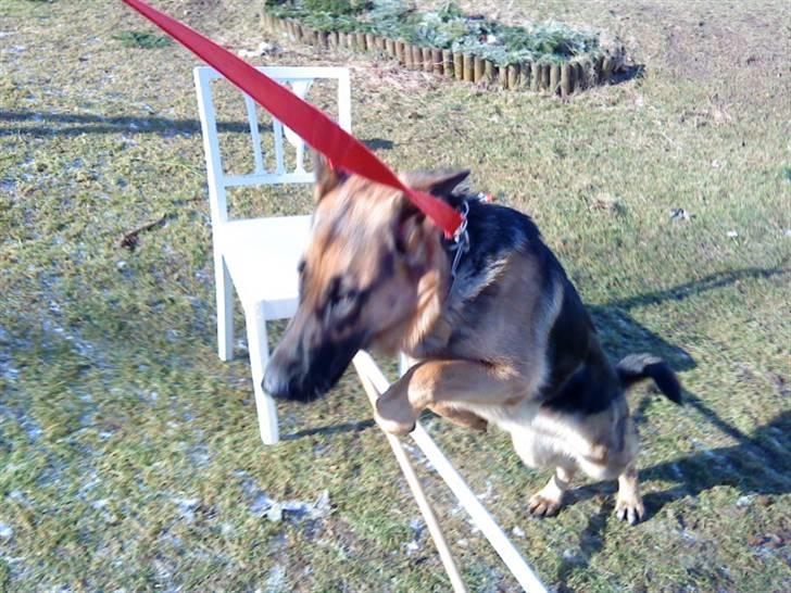 Schæferhund Ronja Røverdatter (SOLGT) billede 13