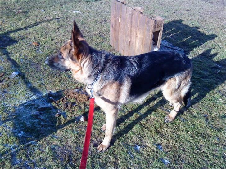 Schæferhund Ronja Røverdatter (SOLGT) billede 14