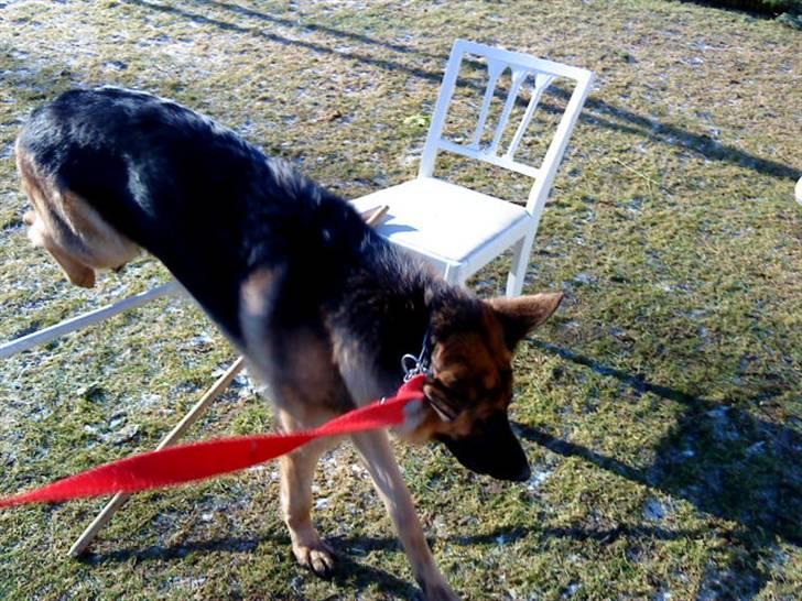 Schæferhund Ronja Røverdatter (SOLGT) billede 15