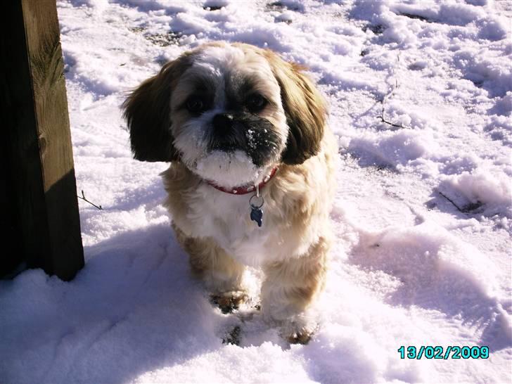 Shih tzu Anton - nu er jeg blevet et ½ år  billede 7