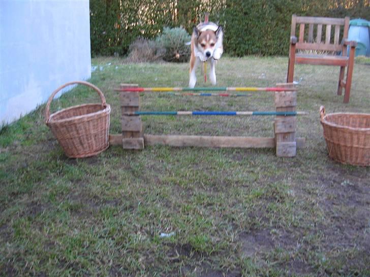 Norsk lundehund Ulfrigga Lundes Lunda - Lunda springer 30 ´< 3    //14.2-o9 Fotograf: Sofie Weywadt [Mig] billede 9