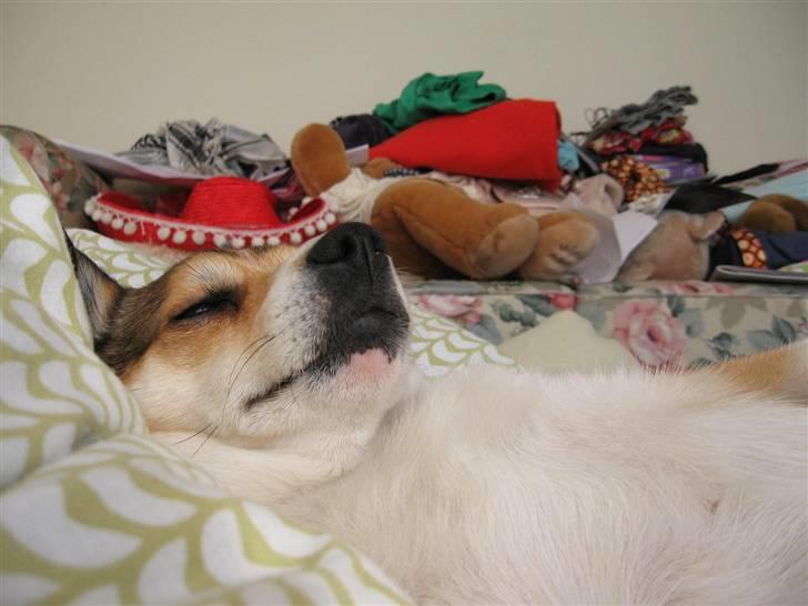 Norsk lundehund Ulfrigga Lundes Lunda - Lunda ligger og sover på mit værelse <´ 3       //14.2-o9 Fotograf: Sofie Weywadt [Mig] billede 17