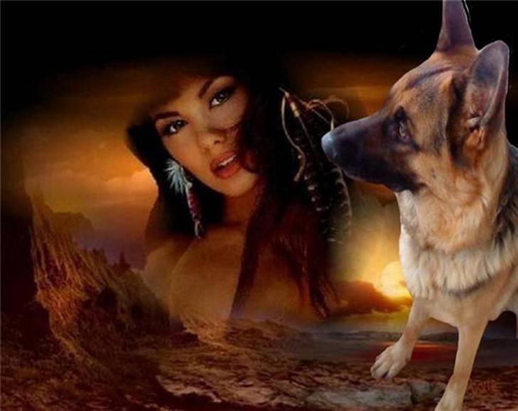 Schæferhund Ronja Røverdatter (SOLGT) billede 16