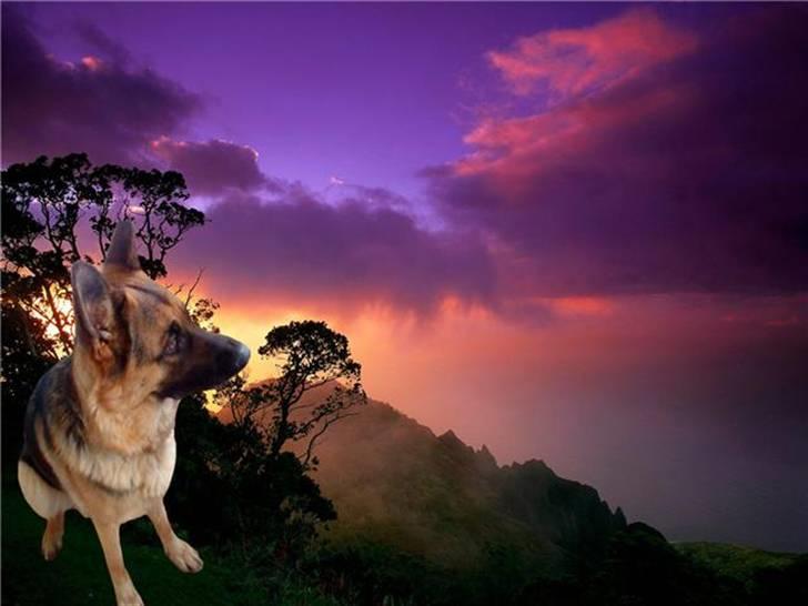 Schæferhund Ronja Røverdatter (SOLGT) - ronja billede 17