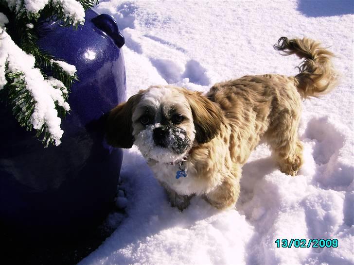 Shih tzu Anton - vægt 6,2 kg billede 8