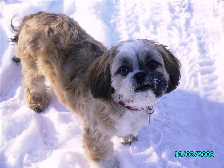 Shih tzu Anton - Jeg har lige været til hunde klipper  billede 9