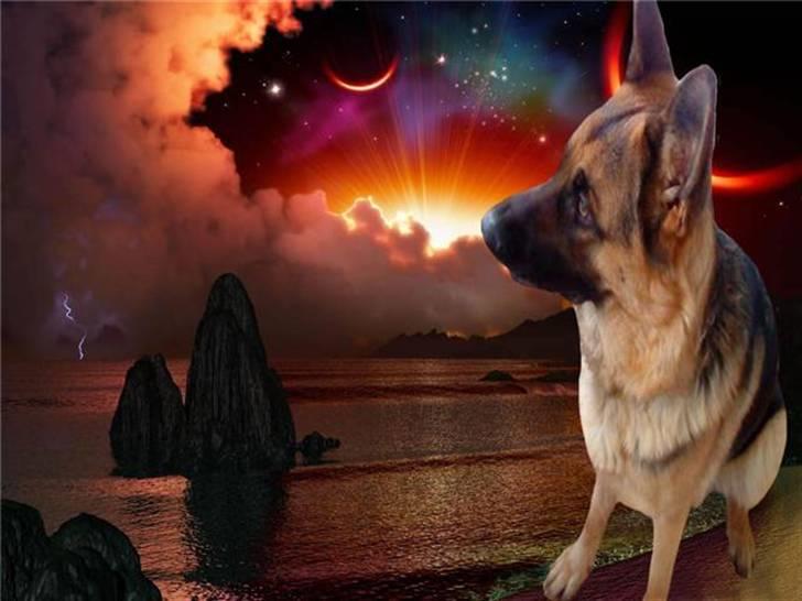 Schæferhund Ronja Røverdatter (SOLGT) billede 18