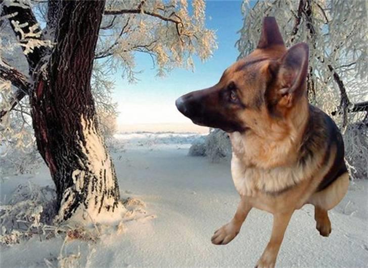 Schæferhund Ronja Røverdatter (SOLGT) billede 19