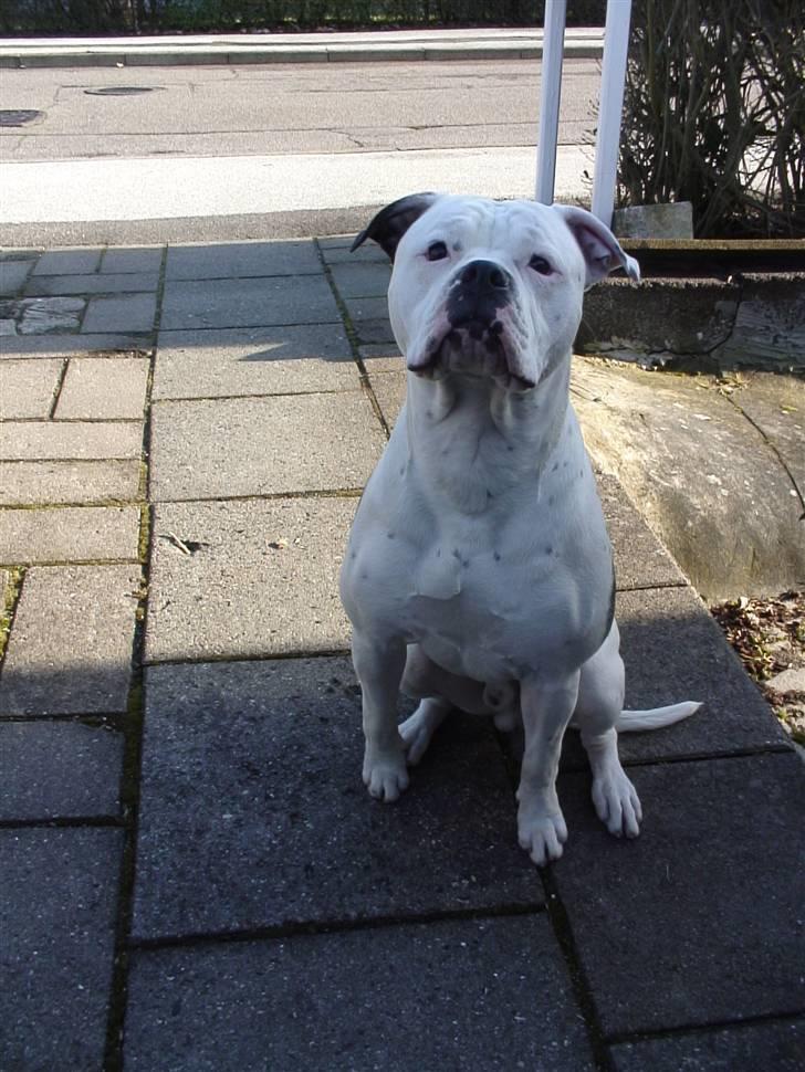 Amerikansk bulldog Buster ( Hvil i Fred ) billede 18