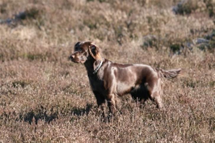 Langhåret hønsehund Freja billede 8