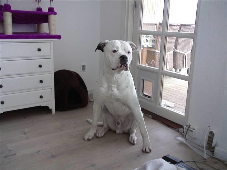 Amerikansk bulldog Buster ( Hvil i Fred ) billede 19