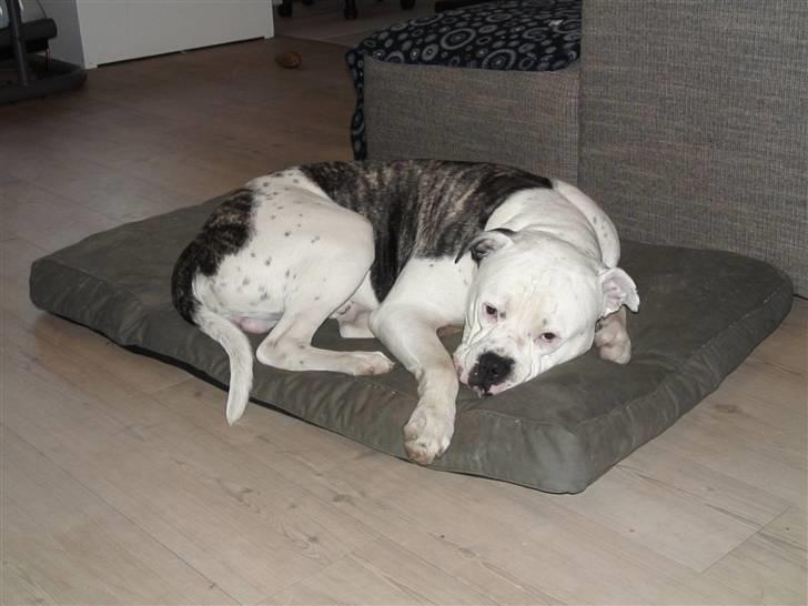 Amerikansk bulldog Buster ( Hvil i Fred ) billede 20