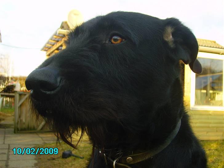 Blanding af racer buster - du er en hund der ik bidder eller gør, du er en hun med et godt sind, og den hund jeg altid vil elske<3..  (Amatør Fotograf.) billede 6