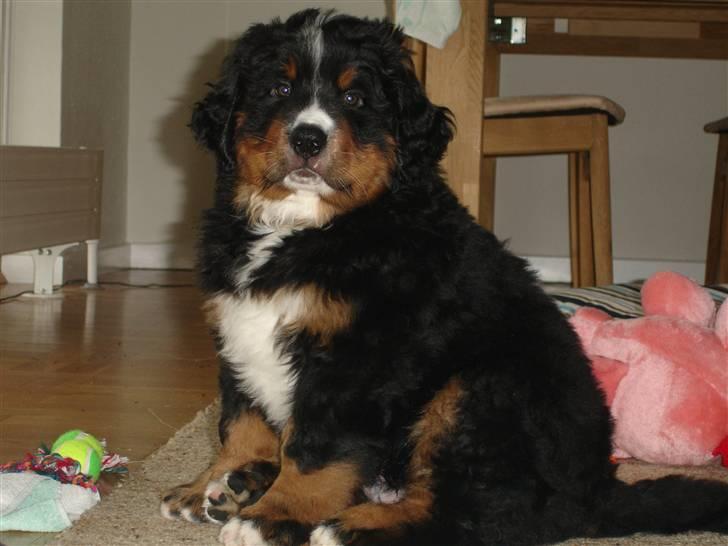 Berner sennenhund Bernhard - Den stolte vogter af MIT hjem :o) billede 10