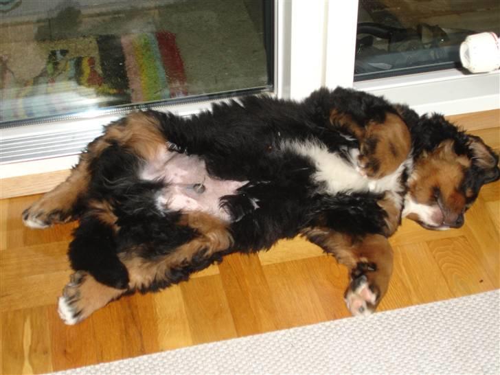Berner sennenhund Bernhard - Jeg ELSKER at sove på ryggen billede 11