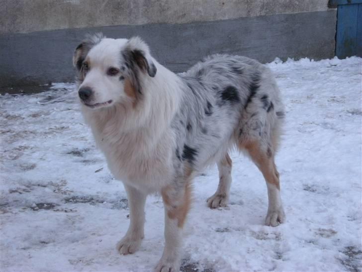 Australian shepherd Baloo billede 14