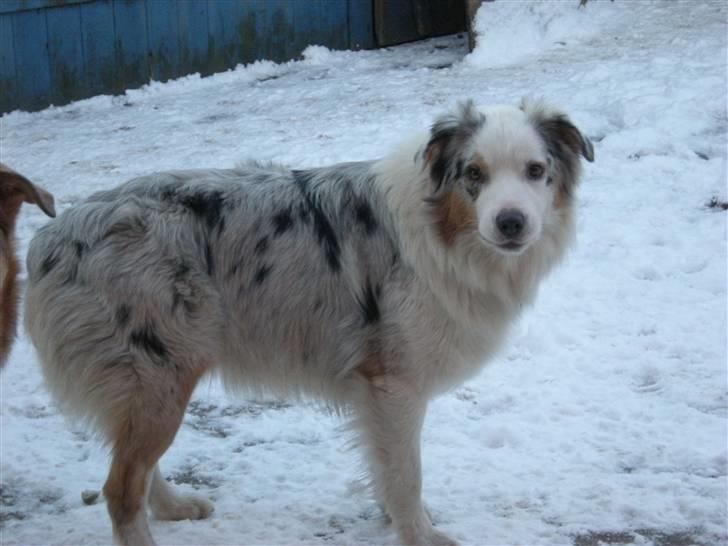 Australian shepherd Baloo billede 15