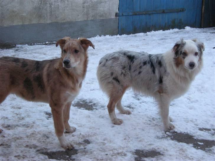 Australian shepherd Baloo - baloo med sin søn Manze billede 16