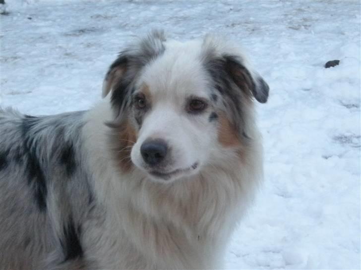 Australian shepherd Baloo billede 17