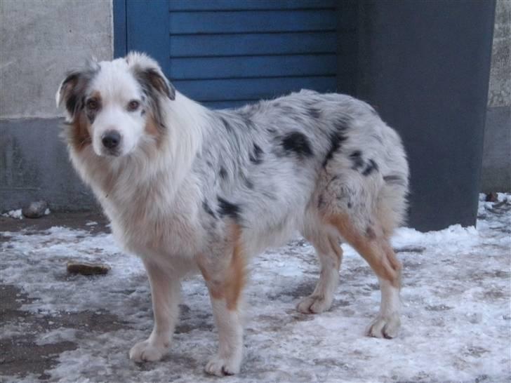 Australian shepherd Baloo billede 18