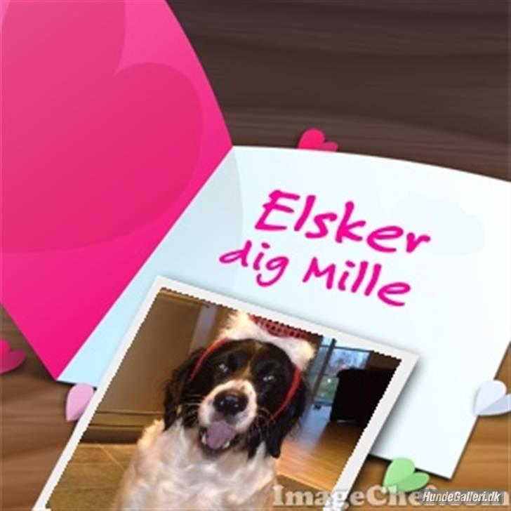 Blanding af racer Mille *En del af hjertet* billede 8