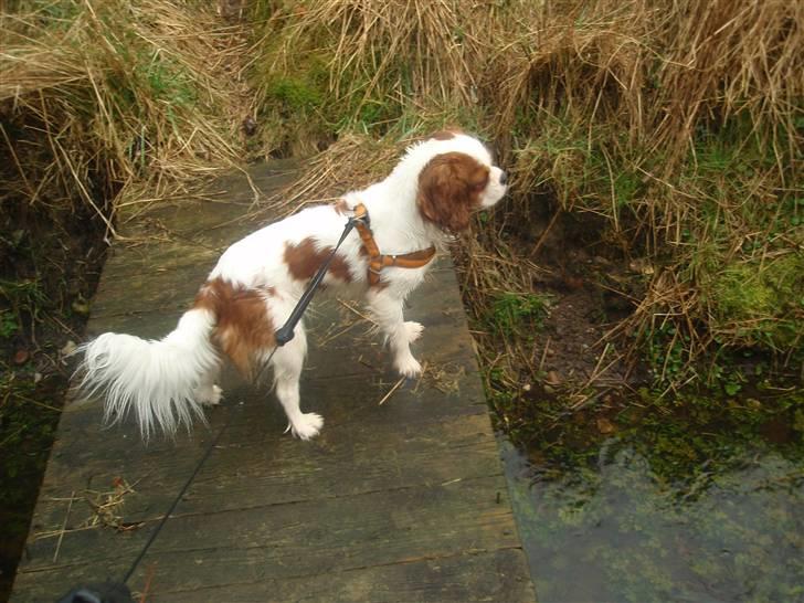 Cavalier king charles spaniel Vanilla - Vanilla på den lille bro ;) billede 17