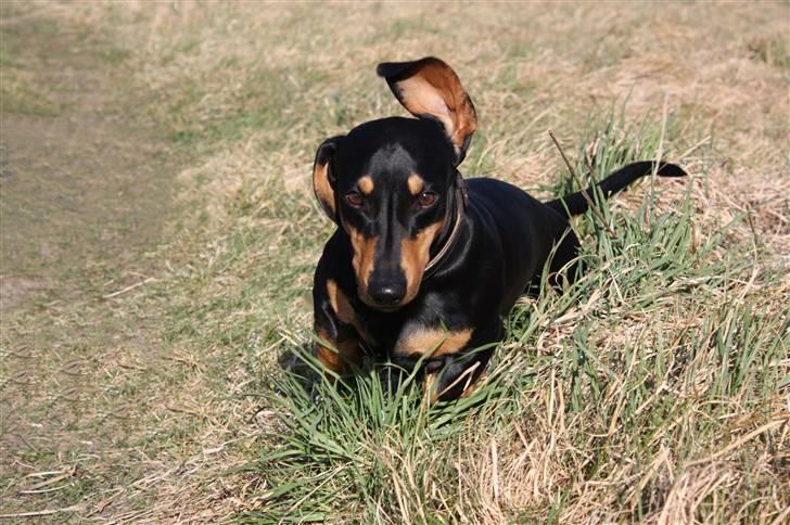 Gravhund Demitri billede 17