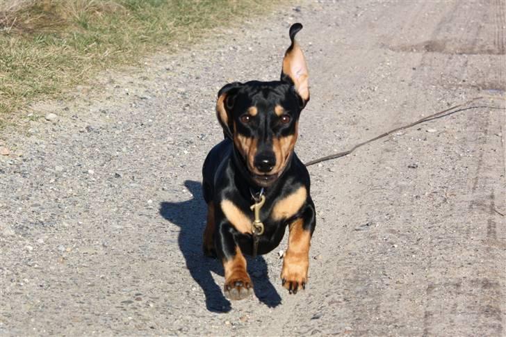 Gravhund Demitri billede 18