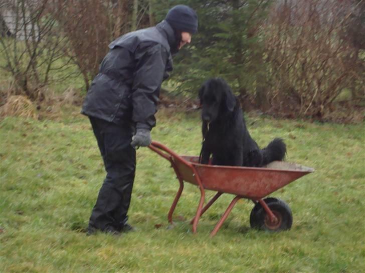 Flat coated retriever Troels billede 8
