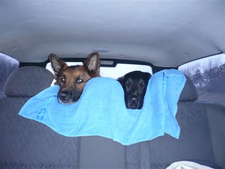 Flat coated retriever Troels billede 9