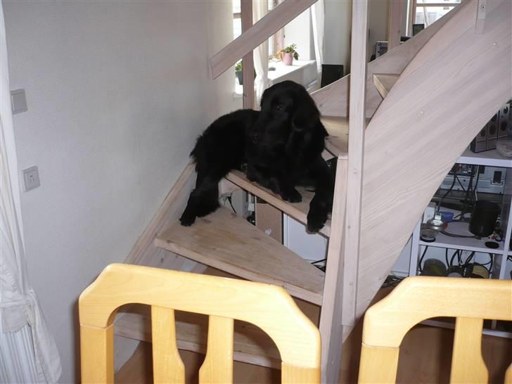 Flat coated retriever Troels billede 10