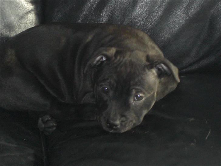Staffordshire bull terrier Mille billede 6