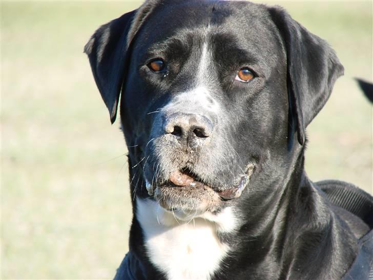 Blanding af racer Naja - Skønne Naja fotograferet i skolskinnet d. 14-2-09. Hun står med en sten i munden.   Fotograf : Kæresten  billede 18