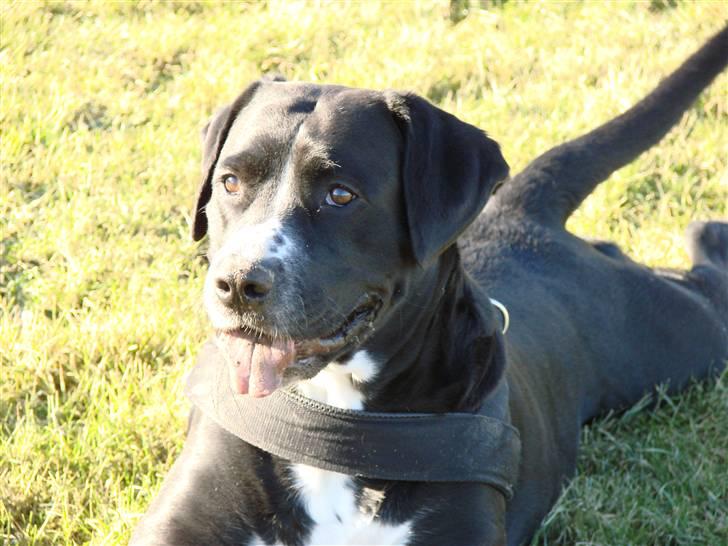 Blanding af racer Naja - Flader lige ud efter at have spurtet rundt efter en sten. Taget d. 14-2-09.  Fotograf : Kæresten  billede 19