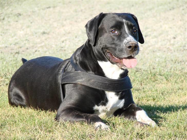 Blanding af racer Naja - Smukke skønne Naja :o)))      Taget d. 14-2-09.  Fotograf : Kæresten billede 20