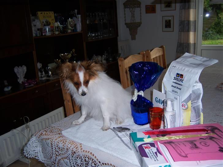 Papillon Westerbo´Anton billede 12