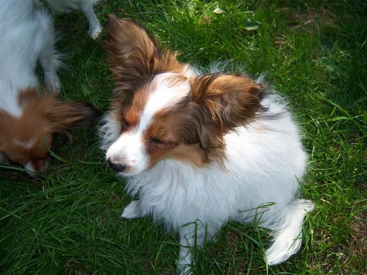 Papillon Westerbo´Anton - Jeg er træt billede 13