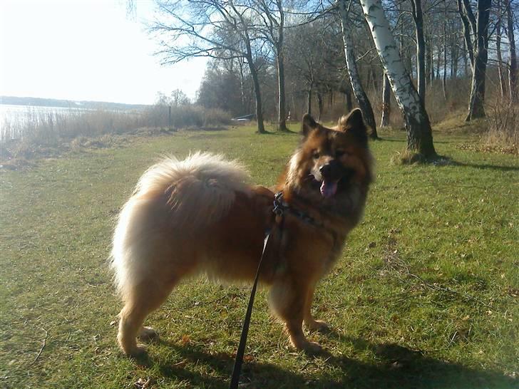 Eurasier kennel Eurojou - Bijou billede 12