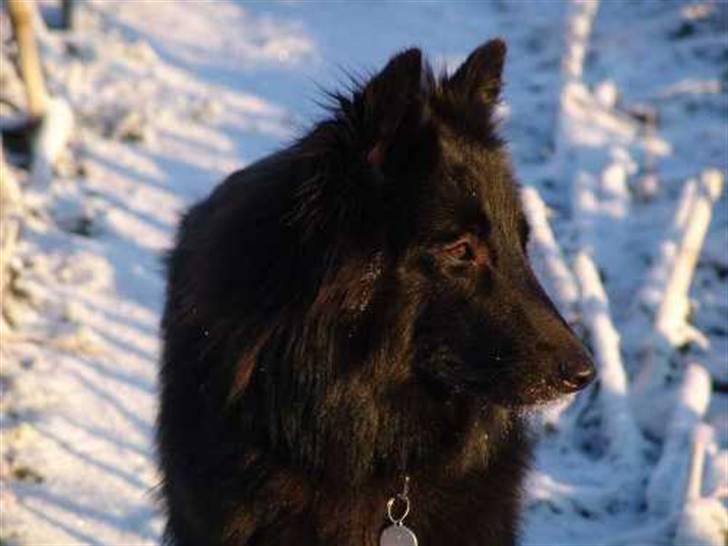 Groenendael Lia - Lia er ved at være voksen. billede 11