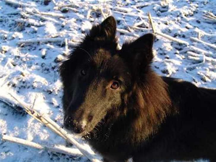 Groenendael Lia - Hva´ si´r du? billede 12