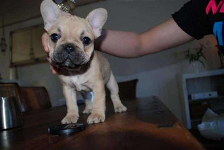 Fransk bulldog Almirah - er jeg ikke fin? billede 3